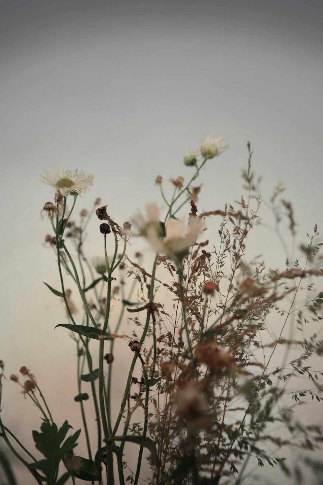 Delicate floral arrangement symbolizing clinically proven skincare solutions with natural ingredients