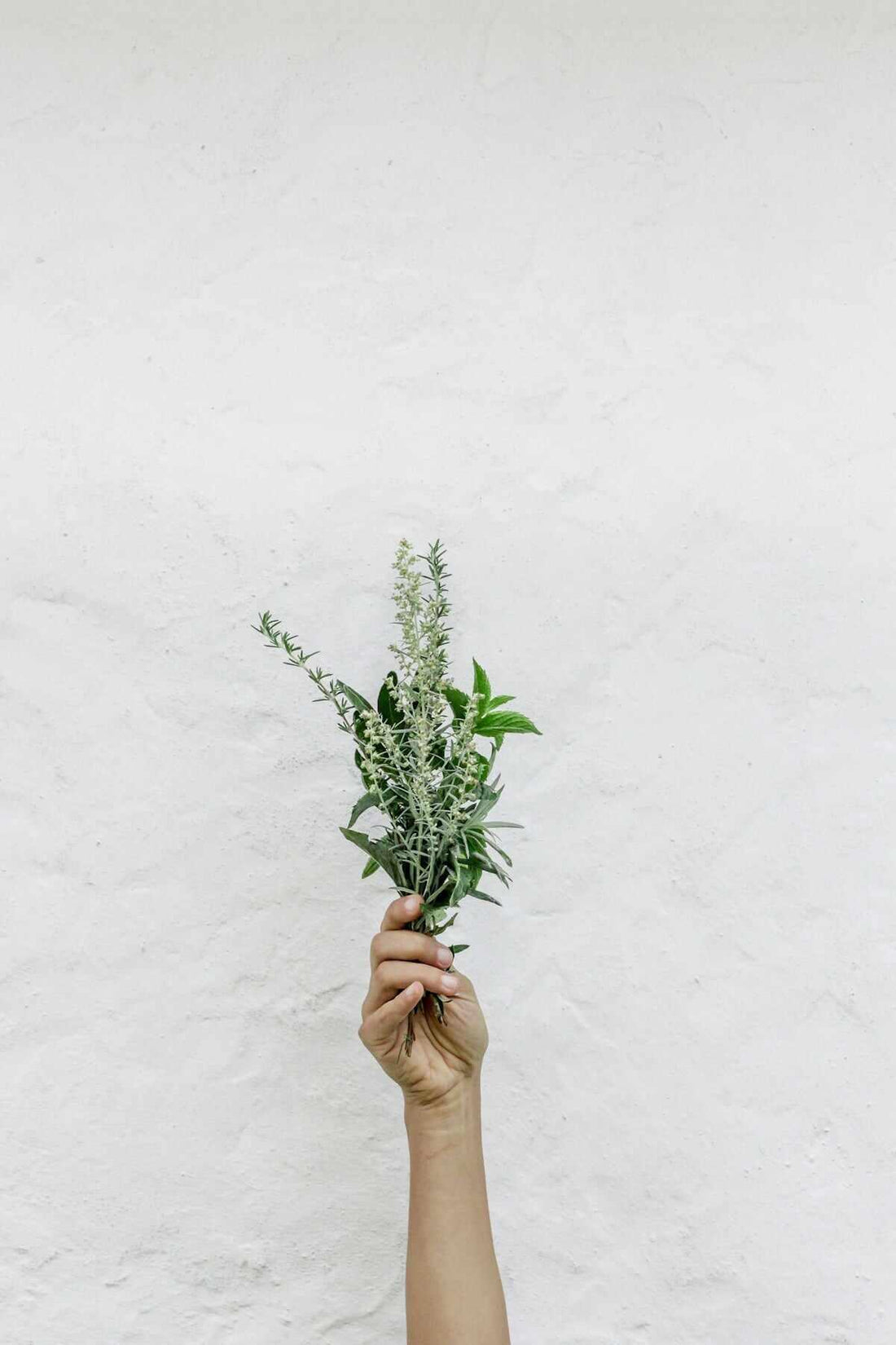 Hand holding fresh herbs representing ancient skincare innovations and natural beauty remedies