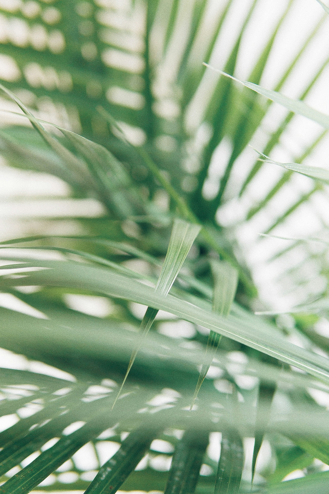 Close-up of green palm leaves with soft light highlighting natural texture for Ingredient Spotlight retinol and its impact on skin health